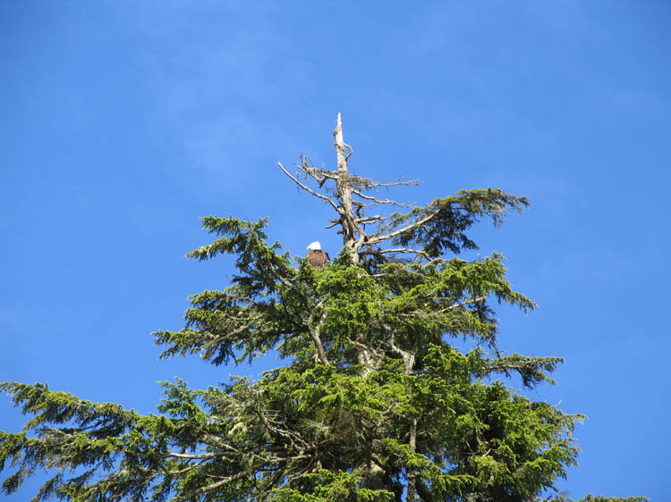 Tag15_Ucluelet_Adler1