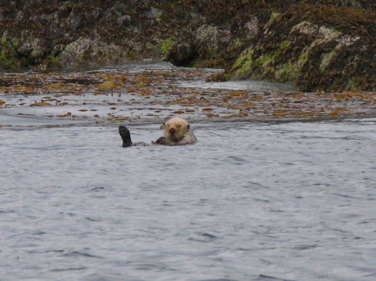Tag15_Whale-WatchingSea-Otter3