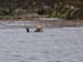 Tag15_Whale-WatchingSea-Otter3